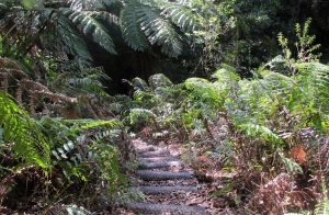 Kaharoa Conservation Area