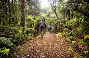 Whirinaki Forest Park